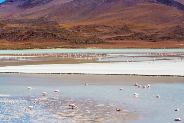 Flamingo Lake Bolivian Altiplano — Stock Photo, Image