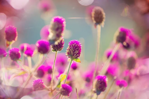 Prairie Montagne Gros Plan Fleurs — Photo