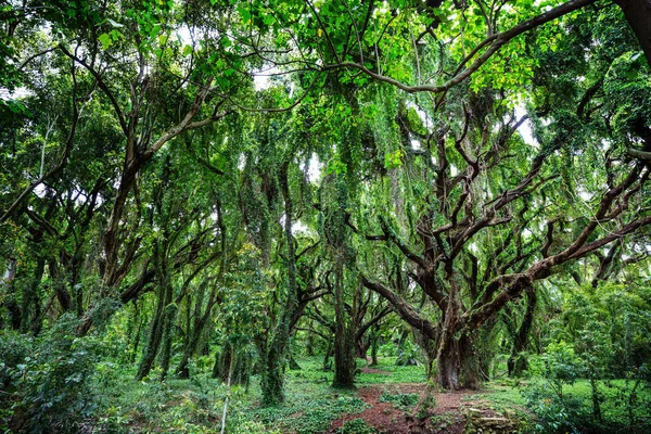 Forêt Tropicale Humide Luxuriante Hawaï Île — Photo
