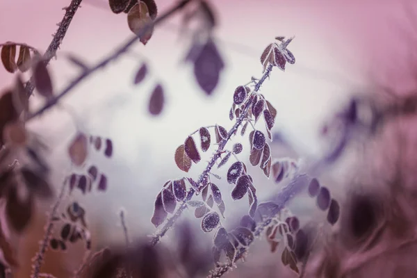 Floresta Coberta Neve Pitoresca Inverno — Fotografia de Stock