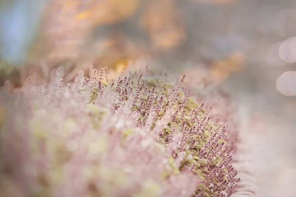 Mint Flowers Garden — Stock Photo, Image