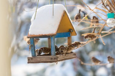 Kuş sparrow besleme yalak
