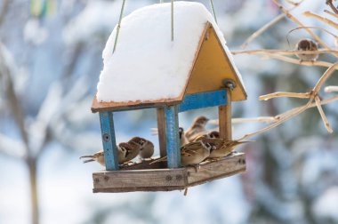Kuş sparrow besleme yalak