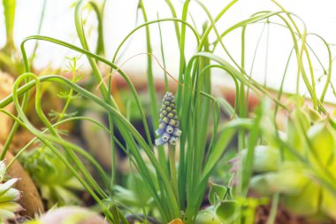 Güzel bahçe bahar çiçekleri