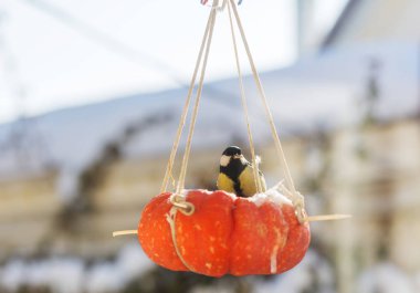 Büyük baştankara kuş tohum can üzerinde oturan.