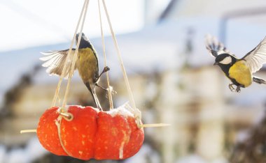 Büyük baştankara kuş tohum can üzerinde oturan.