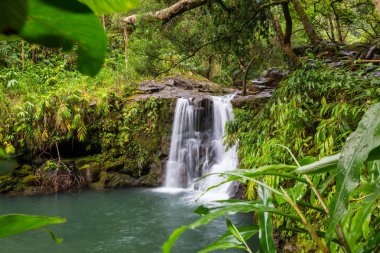 Hawaii güzel tropik şelale