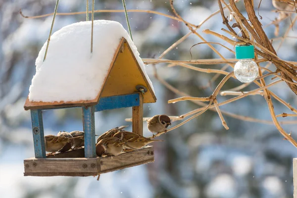 Bird Sparrow Utfodring Tråg — Stockfoto