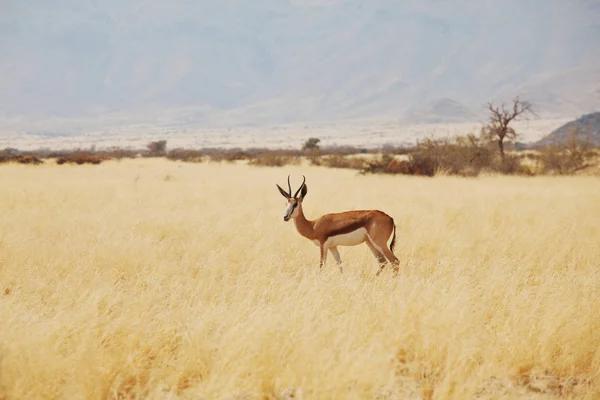 Springbuck Etosha National Park Namibië Afrika Safari Conceptuele Achtergrond — Stockfoto