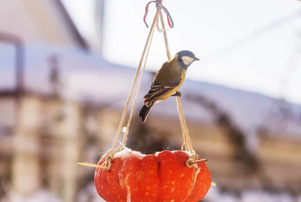 Větší Pták Květiny Parapetu Sedí Osiva Can — Stock fotografie