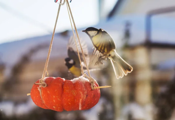 Maior Pássaro Titmouse Sentado Uma Lata Sementes — Fotografia de Stock