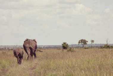 Kenya Vahşi ormanda genç buzağıyı inekle Afrika fili (Loxodonta africana)
