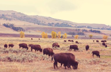 Gün batımında Yellowstone'da Bizon 
