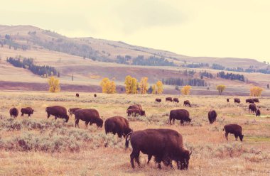 Bison in Yellowstone at sunset  clipart