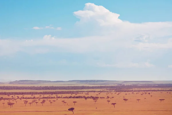 Paisajes Africanos Arbusto Amarillo Caliente Árboles Cielo Azul Antecedentes Conceptuales — Foto de Stock