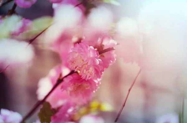 Mandelbaum Rosa Blüten — Stockfoto