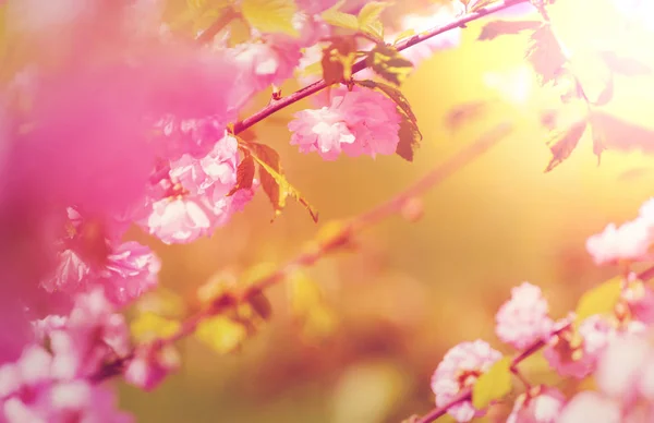 Almond Tree Pink Flowers — Stock Photo, Image