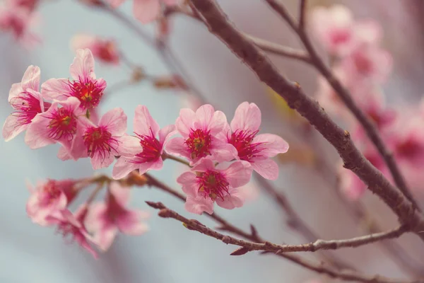 정원에 꽃피는 아름다운 자연적 — 스톡 사진