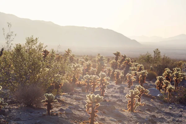 Parco Nazionale Del Saguaro Vista Panoramica — Foto Stock