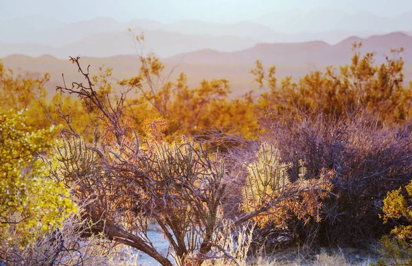 Parco Nazionale Del Saguaro Vista Panoramica — Foto Stock