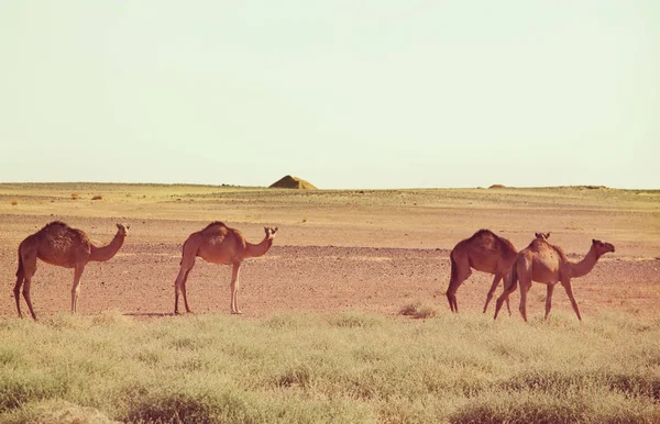 Kameel Warme Woestijn Soedan Afrika Conceptuele Reisachtergrond — Stockfoto