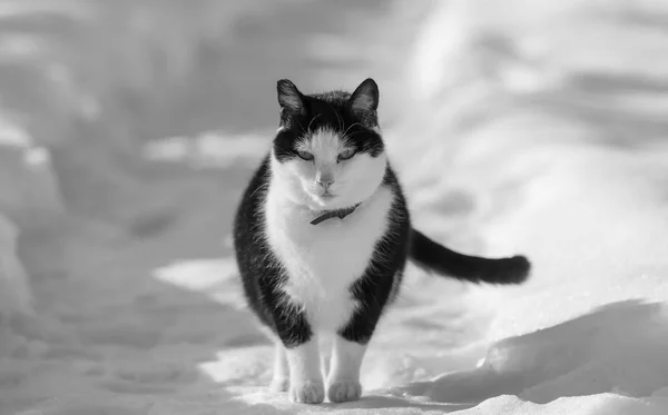 Kat Sneeuw Het Winterseizoen — Stockfoto