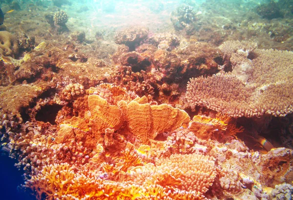 Living Coral reef in Red Sea, Egypt. Natural unusual background.