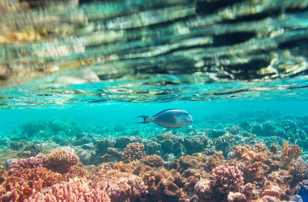 Levande Korallrev Röda Havet Egypten Naturlig Ovanlig Bakgrund — Stockfoto