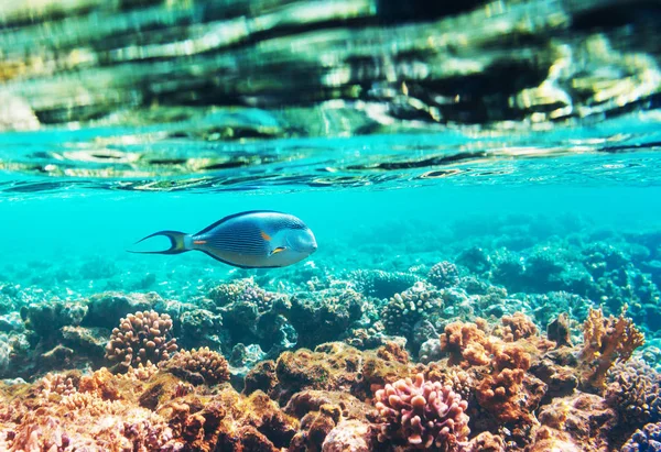 埃及红海的活珊瑚礁 自然不寻常的背景 — 图库照片