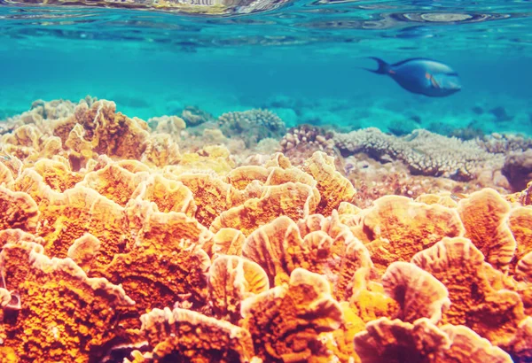 埃及红海的活珊瑚礁 自然不寻常的背景 — 图库照片