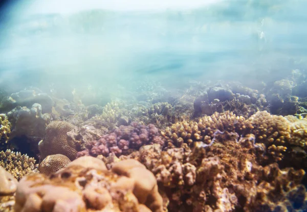Живий Кораловий Риф Червоному Морі Єгипет Природний Незвичний Фон — стокове фото