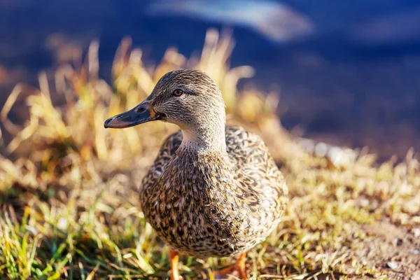 高山湖上神奇的野鸭 — 图库照片