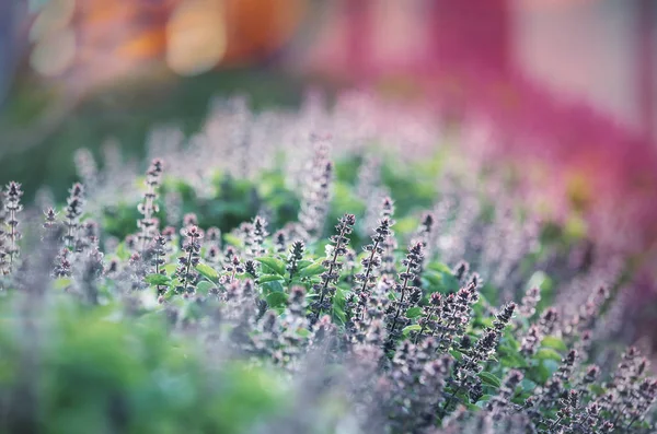 庭のミントの花 — ストック写真