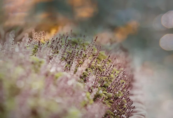 mint flowers in garden