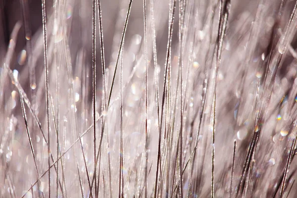 Veld Landschap Lente Seizoen — Stockfoto