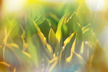 Bahar bahçesinde renkli lale grubu. Parlak renkli lale fotoğraf arkaplanı. İnanılmaz bahar konsepti ve arka plan.