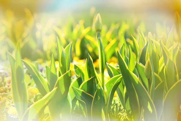 Gruppe Von Bunten Tulpen Frühling Garten Helle Bunte Tulpe Foto — Stockfoto