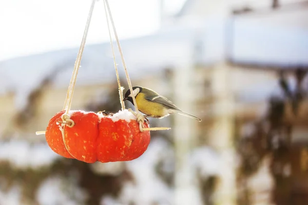 Maior Pássaro Titmouse Sentado Uma Lata Sementes — Fotografia de Stock