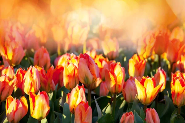 Groep Van Kleurrijke Tulp Voorjaarstuin Heldere Kleurrijke Tulp Foto Achtergrond — Stockfoto