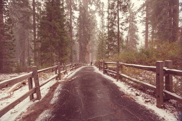 Bosque Árboles Gigantes Sequoia Cubierto Snowe —  Fotos de Stock