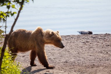 üzerinde alaska boz ayı