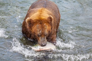 Brooks Şelalesi 'nde somon avlayan bir boz ayı. Alaska 'daki Katmai Ulusal Parkı' nda Kıyı Kahverengi Ayıları balık tutuyor. Yaz sezonu. Doğal Vahşi Yaşam teması.