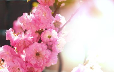 Badem ağacı pembe çiçekleri. Güzel bahar kavramsal arka planı. 