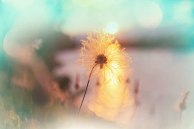 Blowball bahar güneşli çayırda. Gün batımı bulanıklık arka plan. 