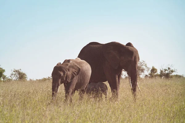 アフリカ象 アフリカゾウ 荒野ブッシュ大統領は ケニアの若い子牛を持つ牛 — ストック写真