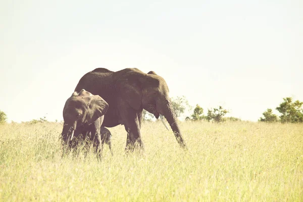 African Elephant Loxodonta Africana Cow Young Calf Wilderness Bush Kenya — Stock Photo, Image