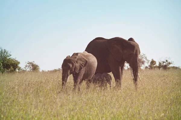 African Elephant Loxodonta Africana Cow Young Calf Wilderness Bush Kenya — Stock Photo, Image