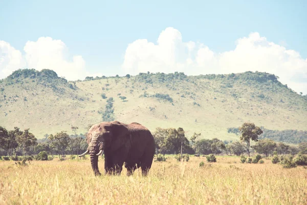 Afrikanische Elefantenkuh Loxodonta Africana Mit Jungem Kalb Wildnis Busch Kenia — Stockfoto