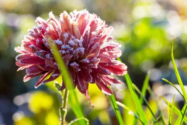 Vacker Rosa Frusen Blomma Sen Höst Morgonen — Stockfoto