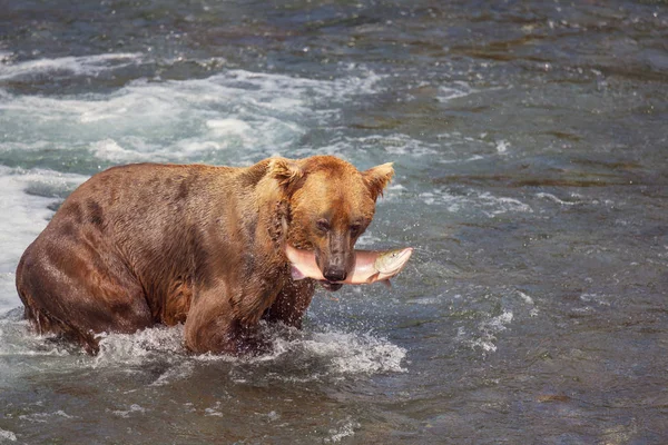 一只灰熊在布鲁克斯瀑布猎捕鲑鱼 阿拉斯加Katmai国家公园 沿海的棕色灰熊正在钓鱼 夏天的季节自然野生生物主题 — 图库照片